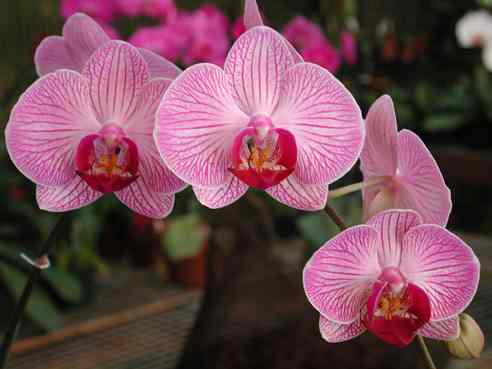 Ako sa stara o orchideu