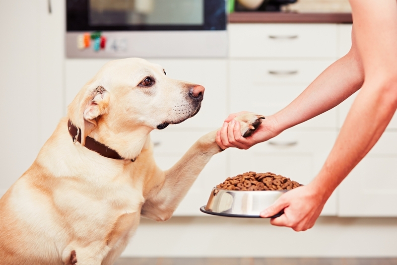 Ako na vber krmiva pre psov?
