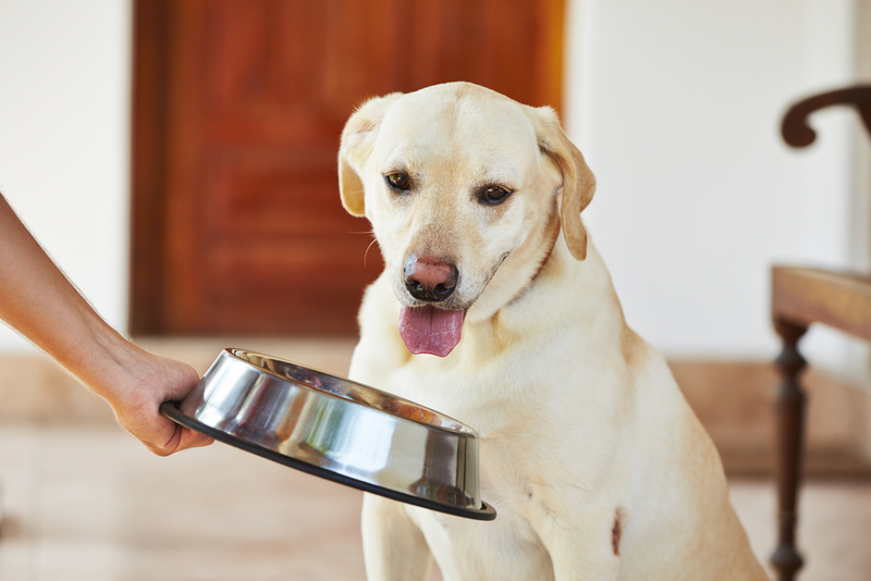 Ako m vyzera vhodn zloenie krmiva pre psov?