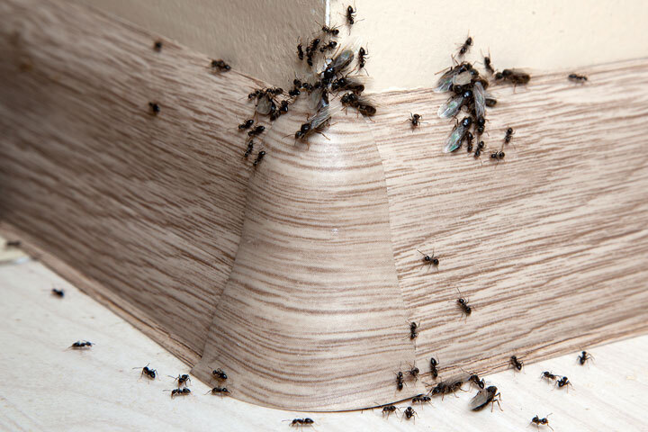 Ako sa rýchlo a efektívne zbaviť mravcov v dome