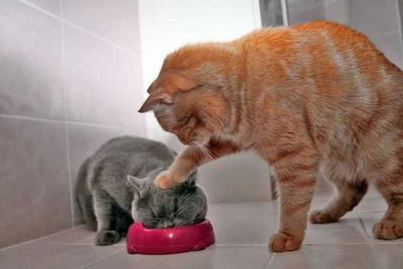 Ako stravovať mačku
